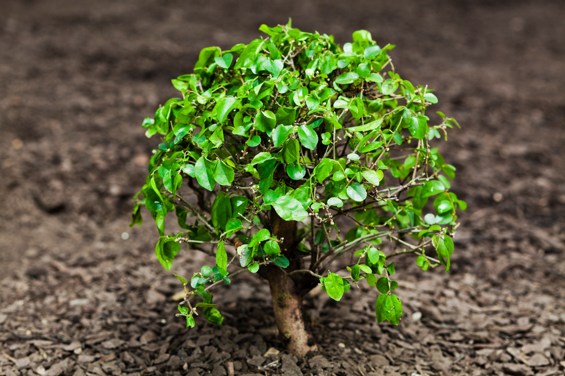 Small tree