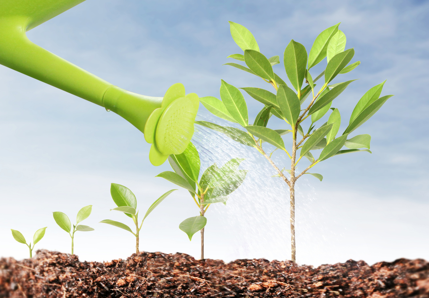 watering young tree
